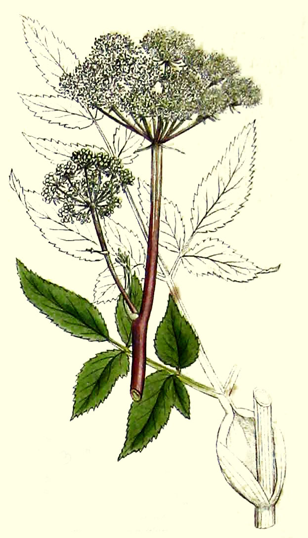 Wild Angelica