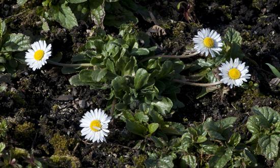 Daisy (Bellis perennis)