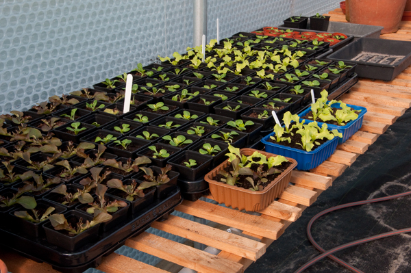 Lettuce seedlings