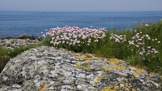 Thrift (Armeria maritima)