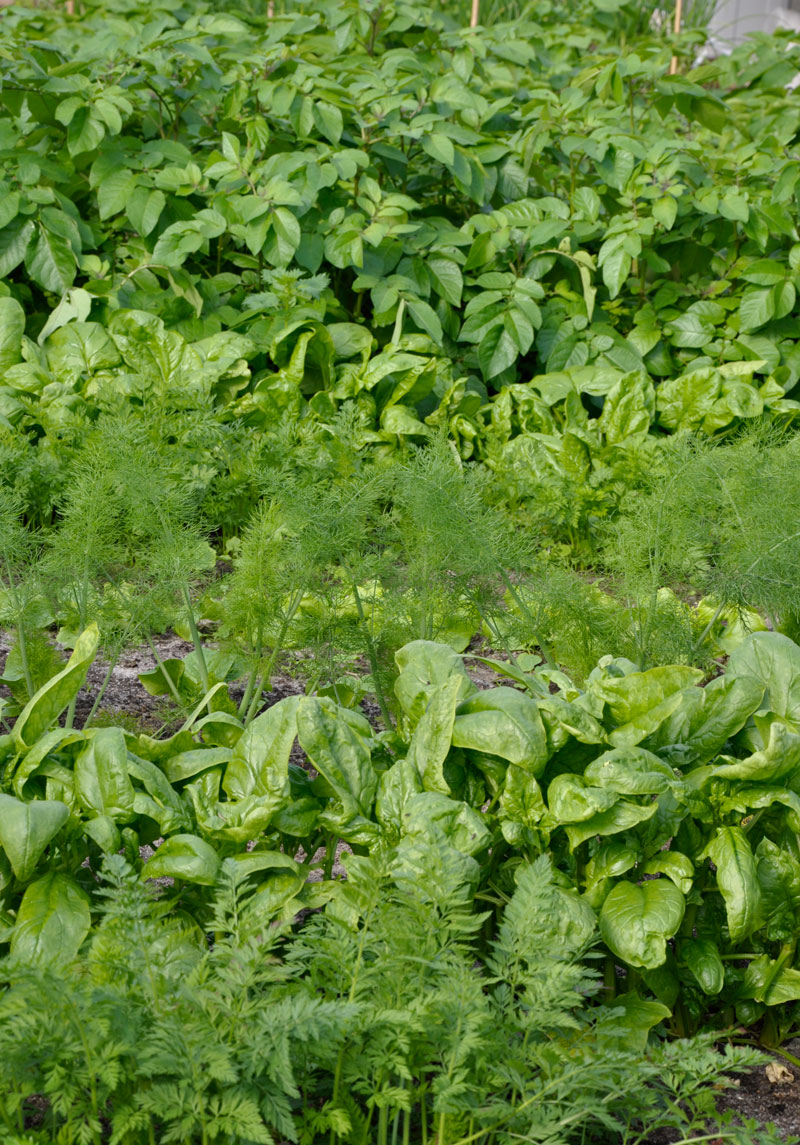 Vegetables in the polytunnel