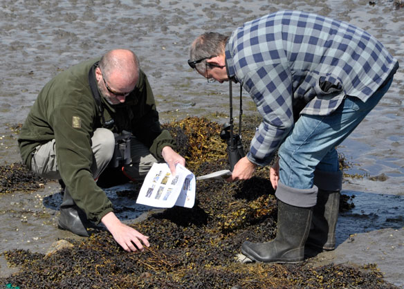 Seaweed Hunt - looking at seaweeds