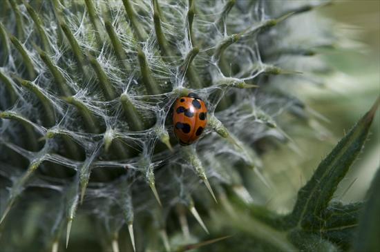 Ladybird Coccinella undecimpunctata