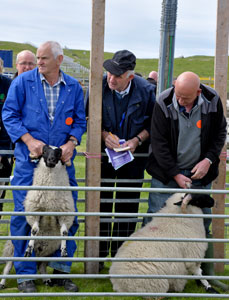 Judging sheep