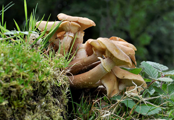 Armillaria mellea Honey Fungus