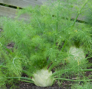 Florence fennel growing in croft garden cottage vegetable garden