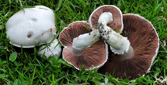 Field Mushrooms Agaricus camprestis