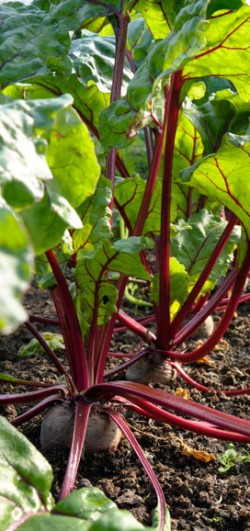 beetroot