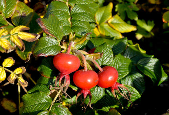 Rosa rugosa hips