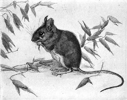 Field Mouse