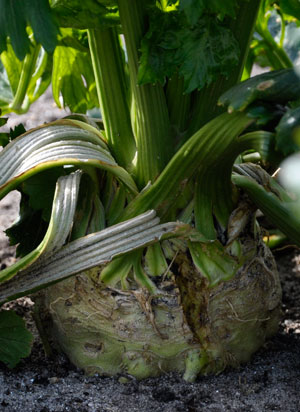 celeriac