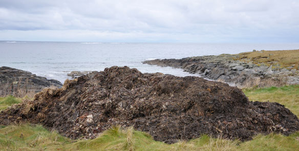 muck heap by the sea