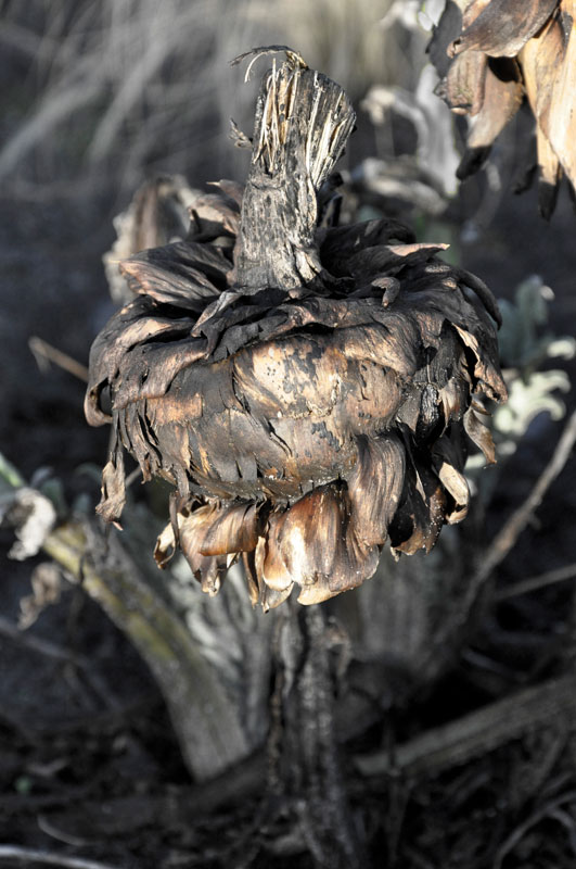 Artichoke in January