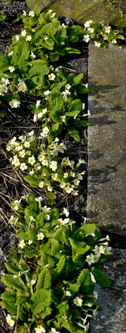 Primroses Croft Garden Cottage