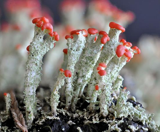 Cladonia floerkeana, Florke's Cup Lichen or Devil's Matchsticks