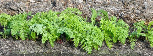The next generation - early carrots