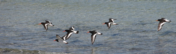Oystercatchers