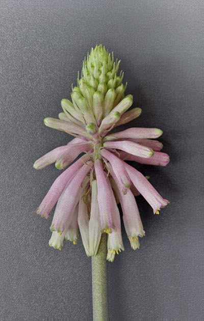 Veltheimia capensis