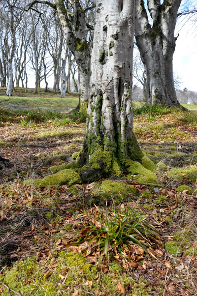 Beech Stornoway