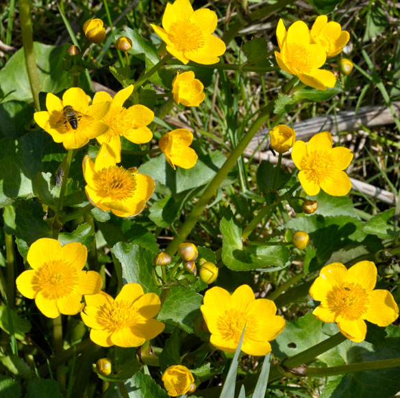Marsh Marigolds, Kingcups, Caltha palustris with hoverfly (Eristalsis pertinax)