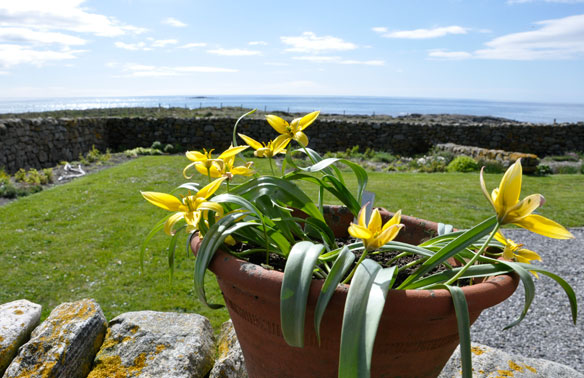 Tulipa urumensis