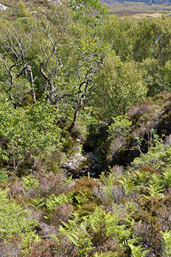 Allt Volagair