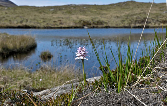 Heath-spotted Orchid