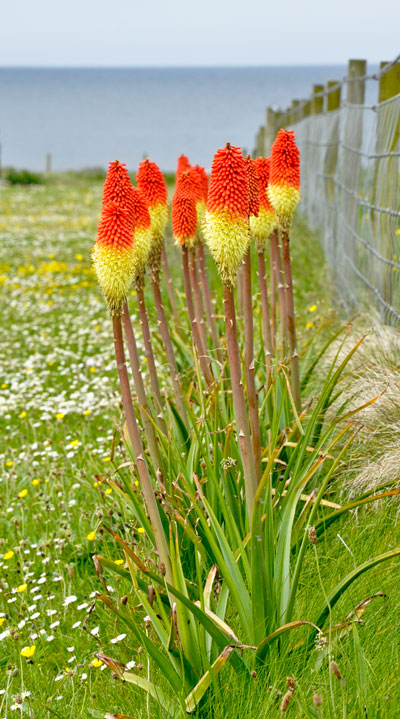 Kniphofias