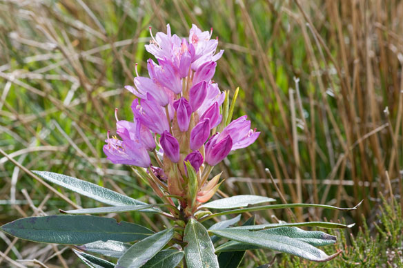Rhododendron ponticum