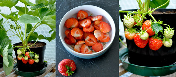 strawberries