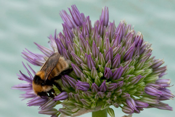 Great Yellow Bumblebee