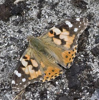 Painted Lady