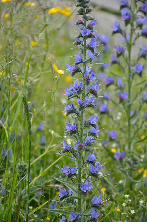 Vipers Bugloss
