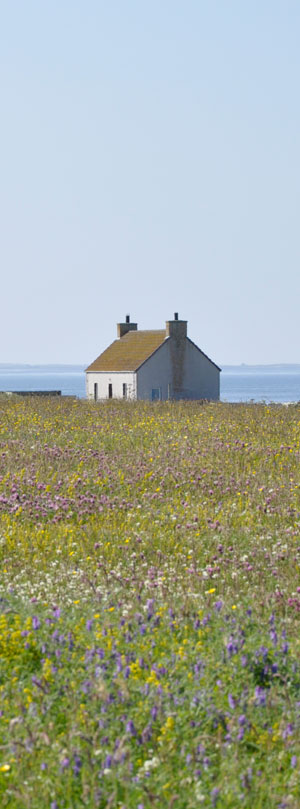 Hebridean summer