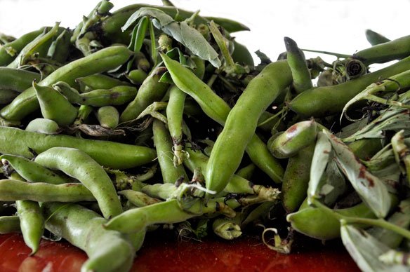 broad bean pods