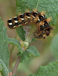 Knot Grass caterpillar