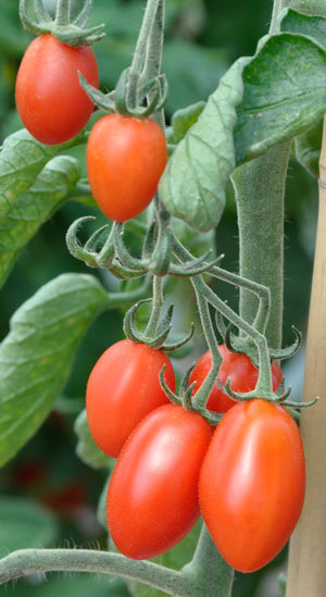 Tomatoes