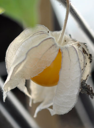 Cape Gooseberry