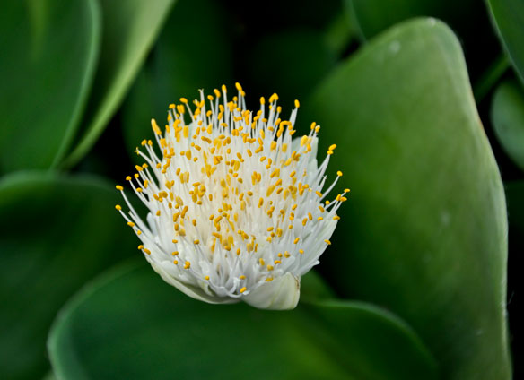 Haemanthus albiflos