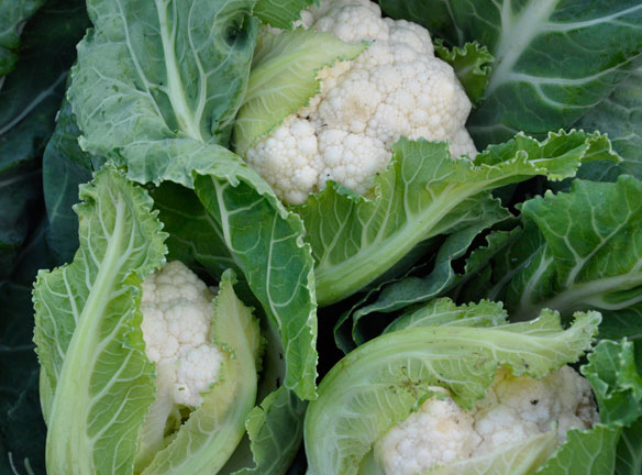 winter cauliflowers