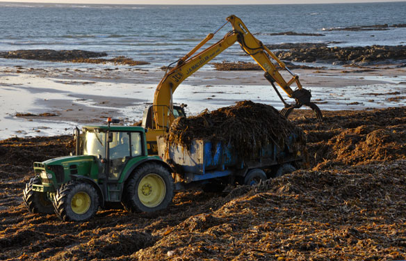 Collecting seaweed on Ardivachar beach