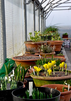 Bulbs on the bench