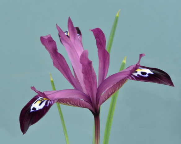 Iris reticulata JS Dijt