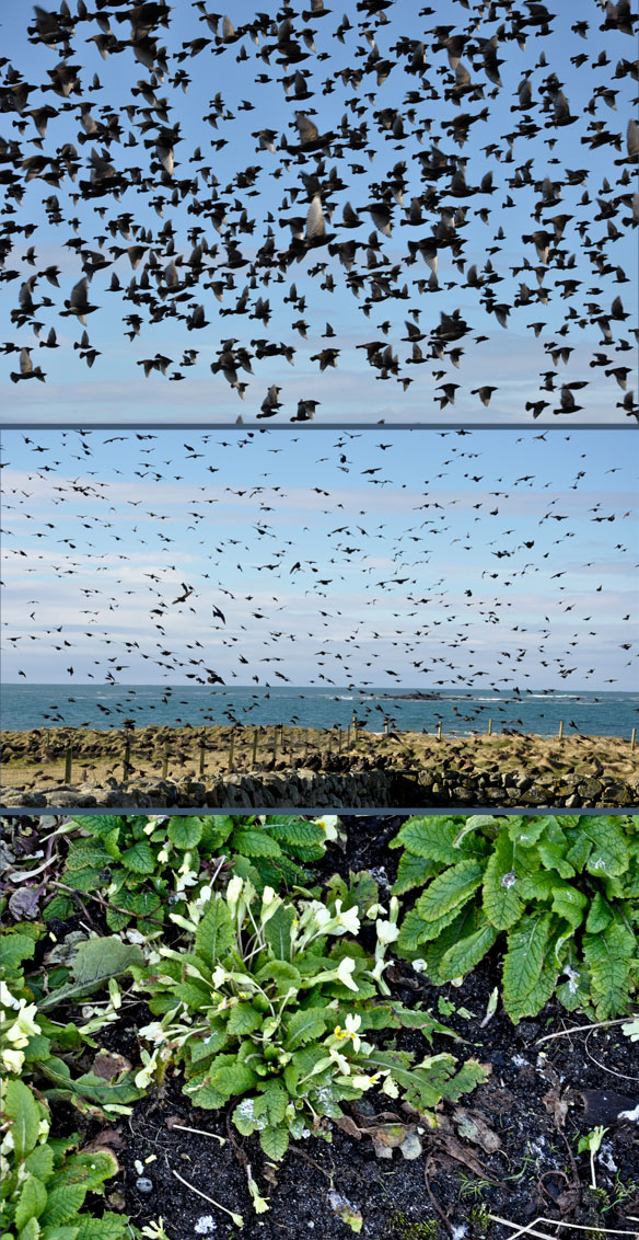 Starlings on the croft