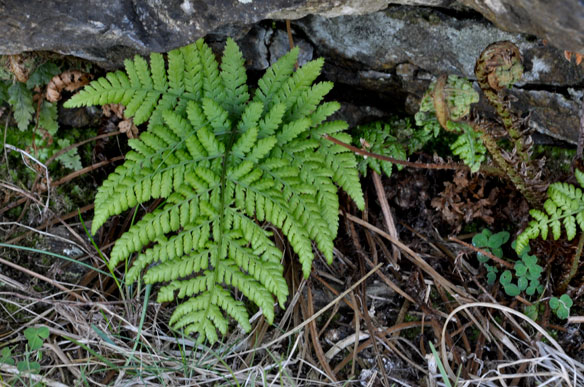 Dryopteris dilatata