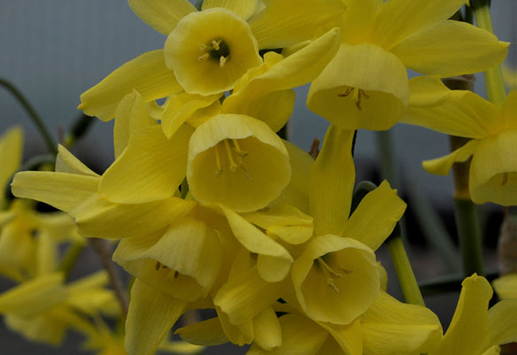 Narcissus triandrus Hawera