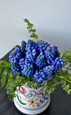 Muscari Blue Magic