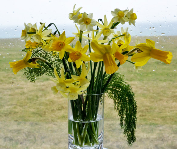 Narcissus: Hawera, Baby Moon, Little Witch, Tete-a -Tete