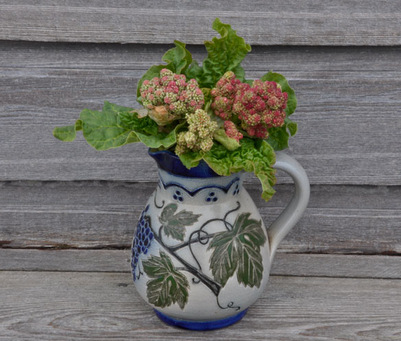 Rhubarb flowers