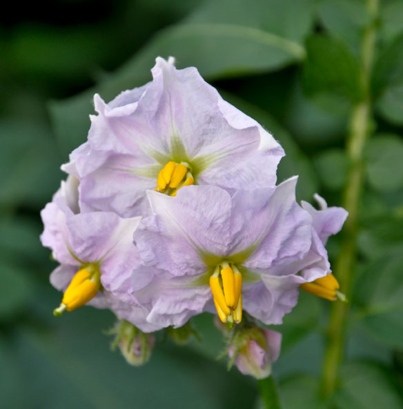 Solanum tuberosum Charlotte